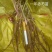 白芍种苗