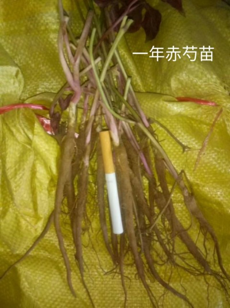 白芍种苗