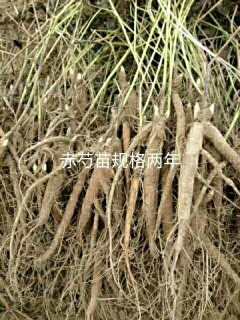 白芍种苗