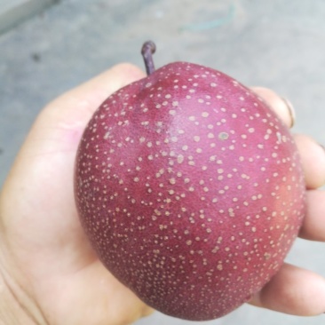 奥红全红梨
