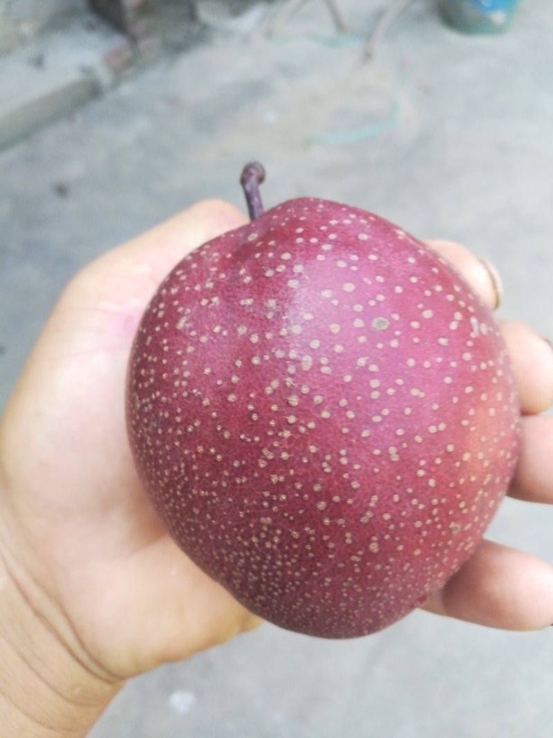 奥红全红梨