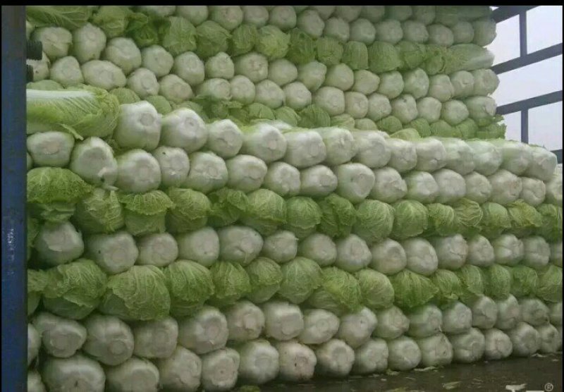 北京新三号供应量大，供应期长