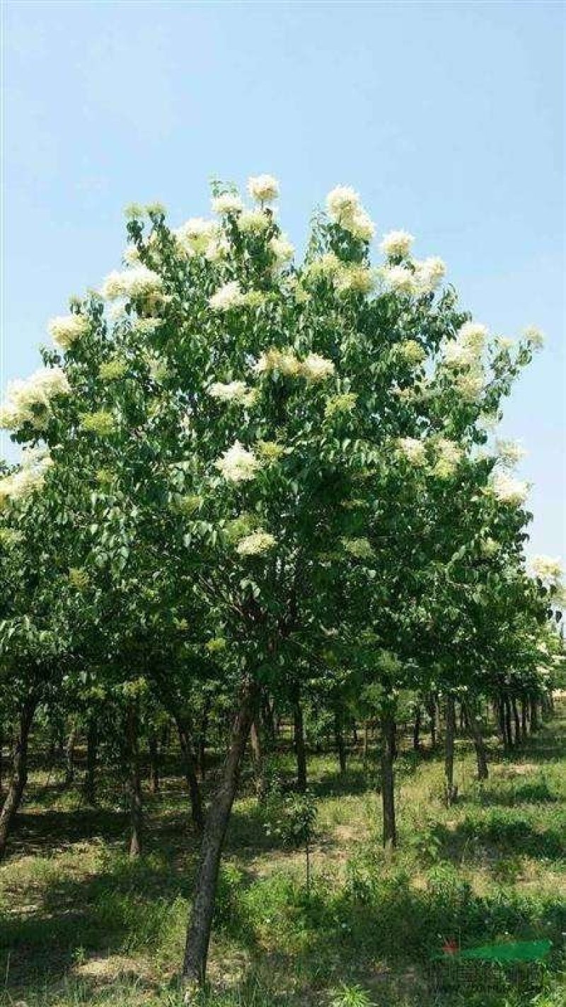 暴马丁香
