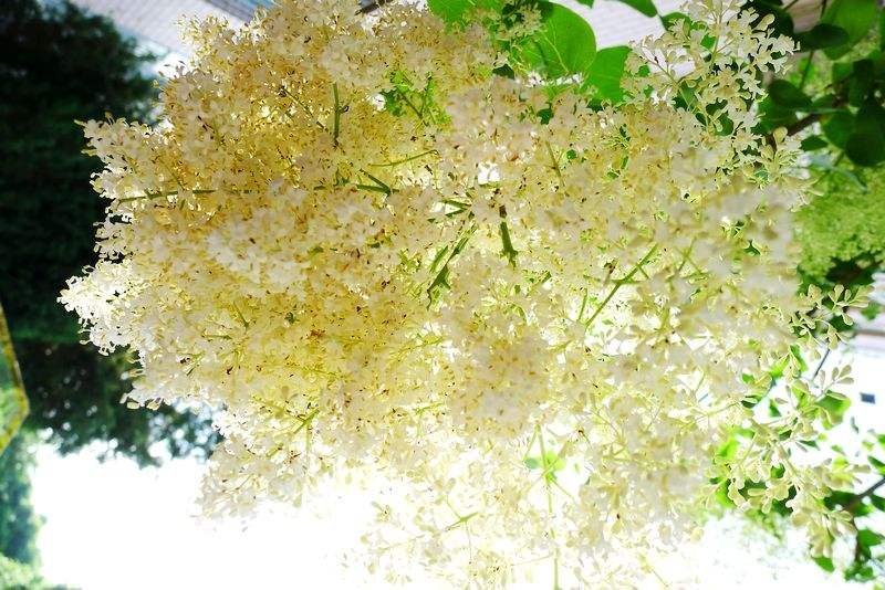 暴马丁香