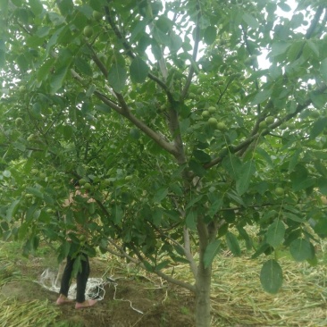 新鲜核桃