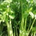 【平台力推】诚信代办【超市供应】产地直发【诚信经营】芹菜