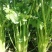【平台力推】诚信代办【超市供应】产地直发【诚信经营】芹菜