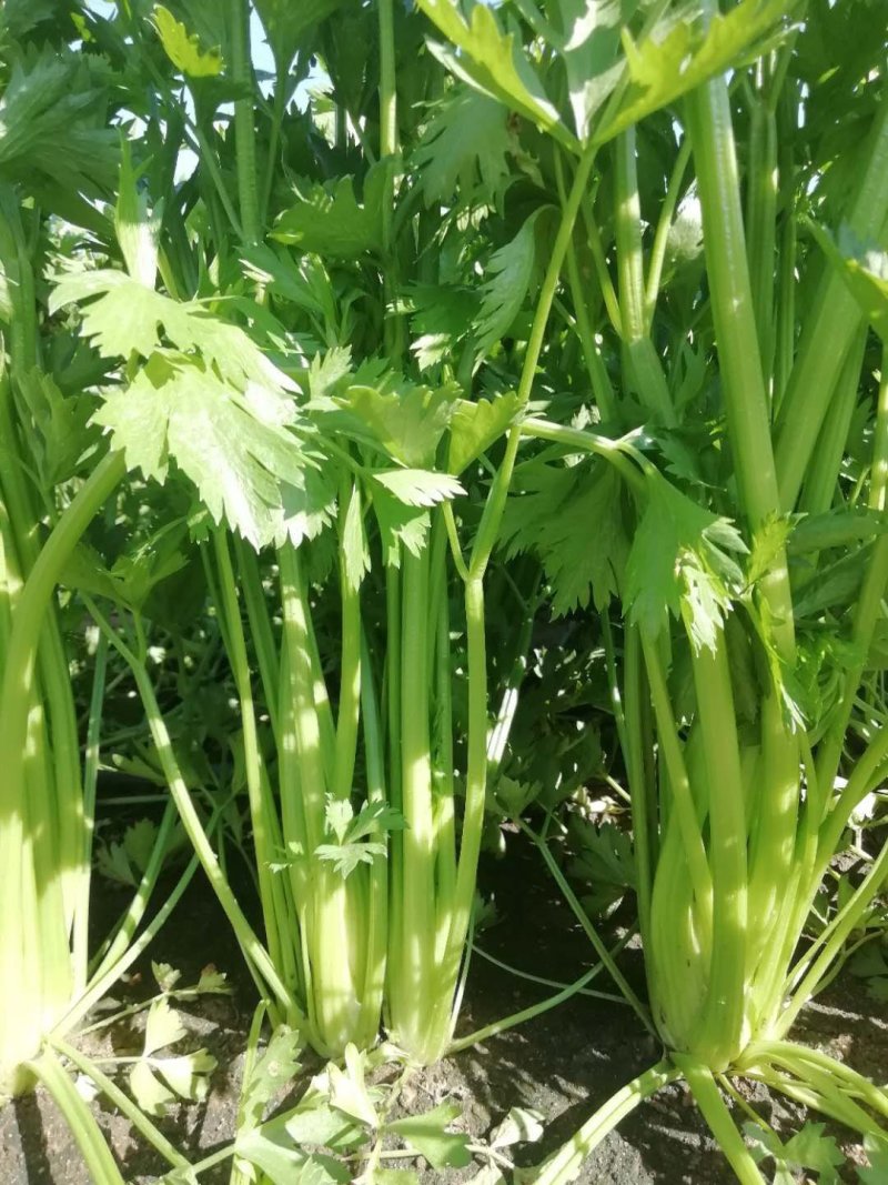 【平台力推】诚信代办【超市供应】产地直发【诚信经营】芹菜