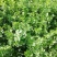 【平台力推】诚信代办【超市供应】产地直发【诚信经营】芹菜