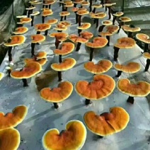 【优质】椴木袋料灵芝菌种全国发货质优价廉可视频看货