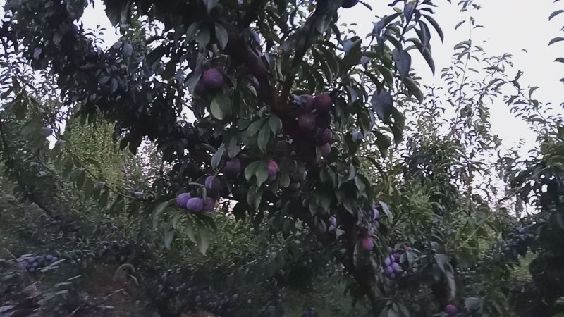 脆红李，大上市。