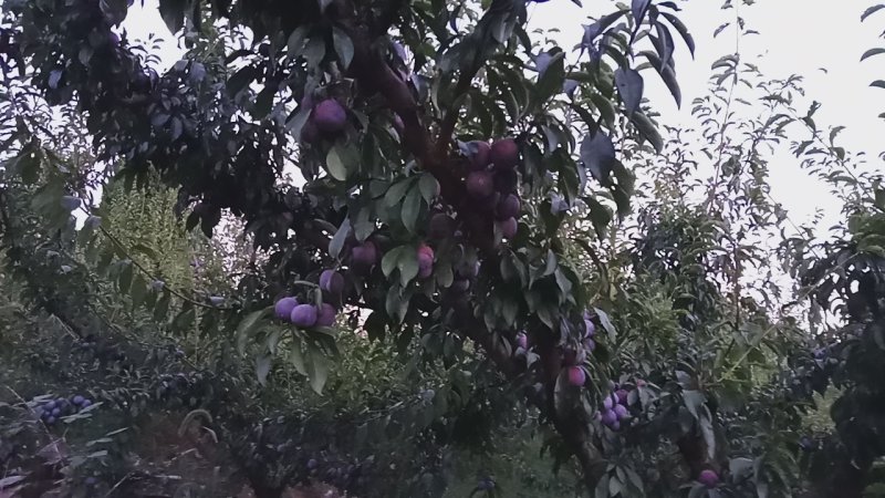 脆红李，大上市。