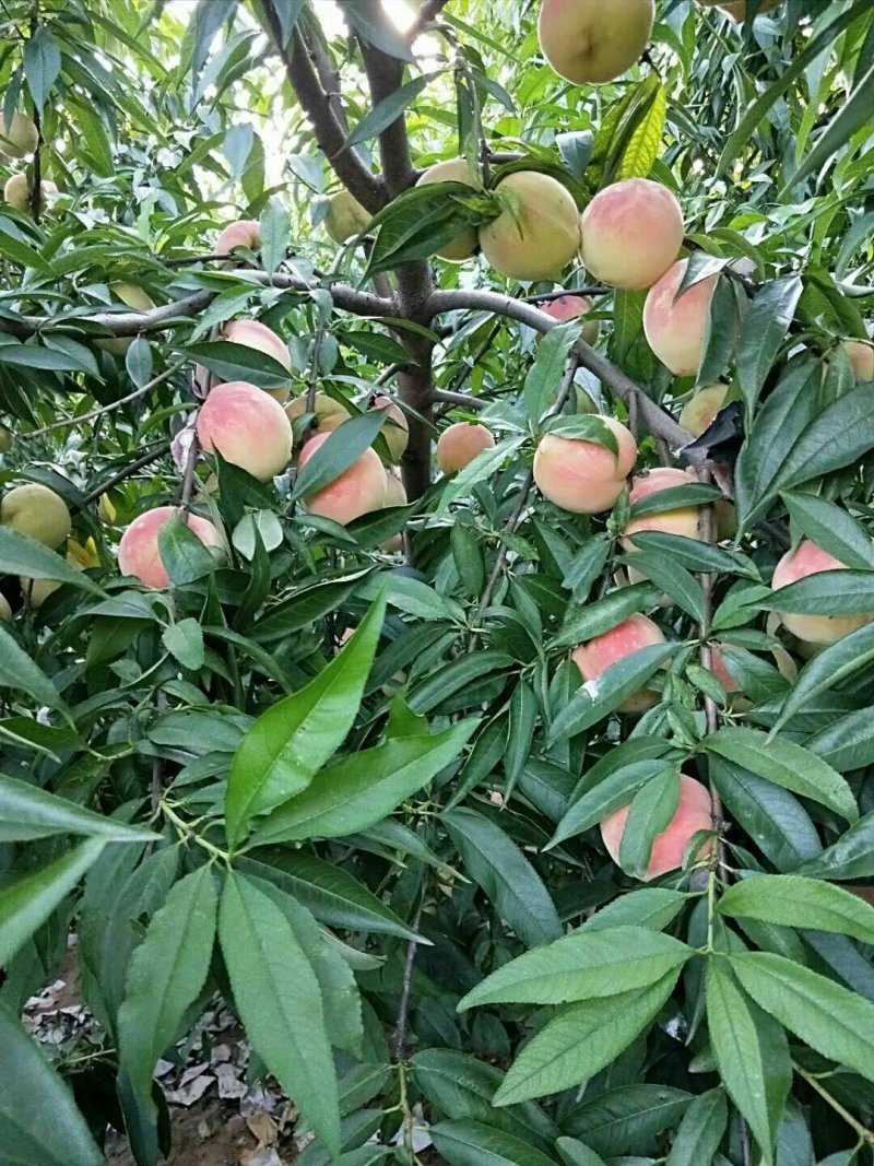 永莲蜜桃