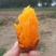 西瓜红，长条型，个头匀和，烤薯佳品，甜，糯，香，