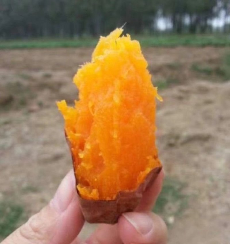 西瓜红，长条型，个头匀和，烤薯佳品，甜，糯，香，