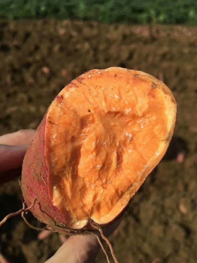 西瓜红，长条型，个头匀和，烤薯佳品，甜，糯，香，