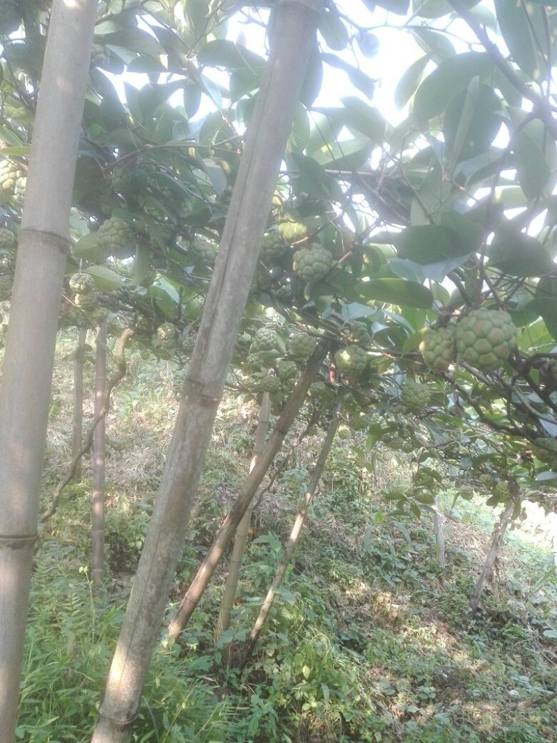 布福娜果预订了，汁多果甜。