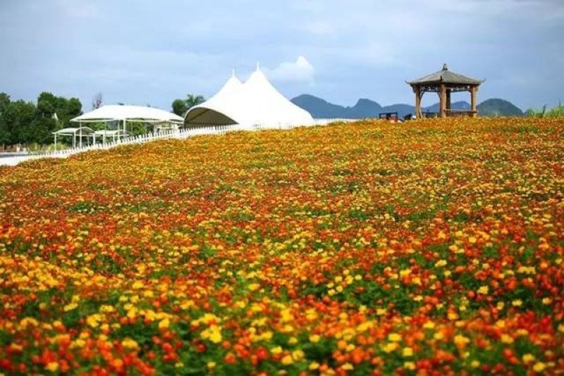 硫华菊种子热门花海简单易种可货到付款