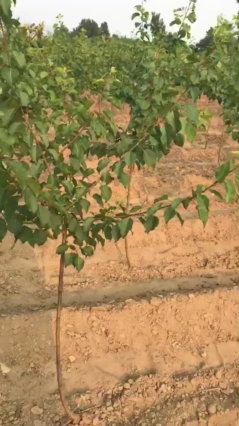 杏树苗