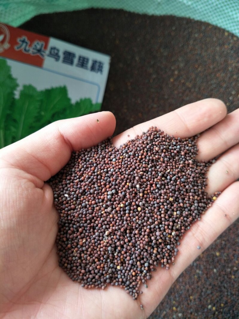雪里红种子