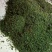 九华山黄精