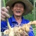 九华山黄精