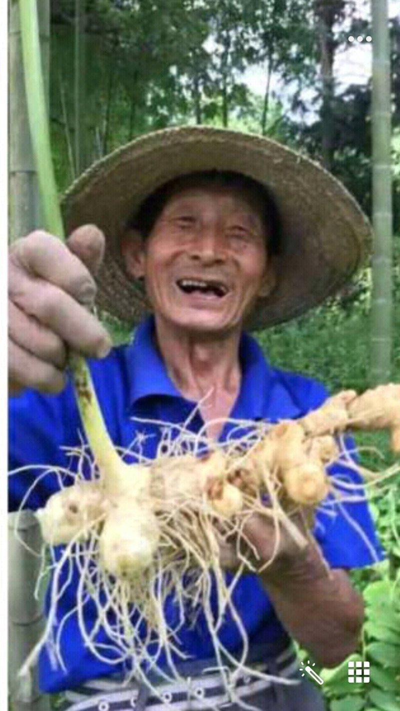 九华山黄精