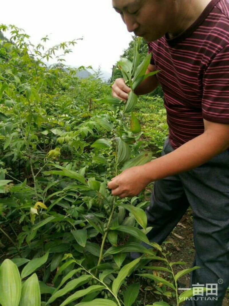 九华山黄精