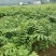 九华山黄精