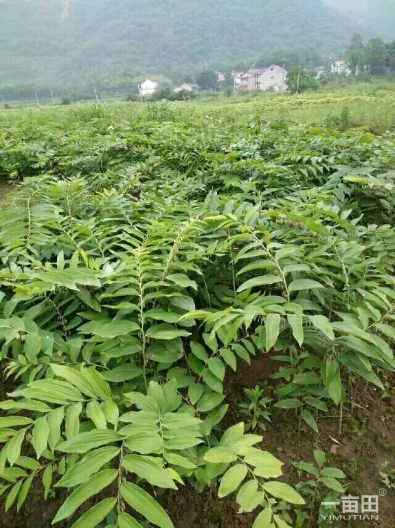 九华山黄精