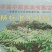 九华山黄精