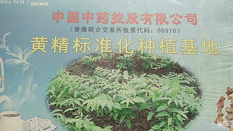 九华山黄精