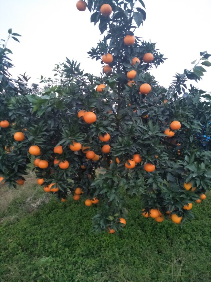 四川眉山爱媛果冻橙，，大量上市，需要的的老板可以定货了，