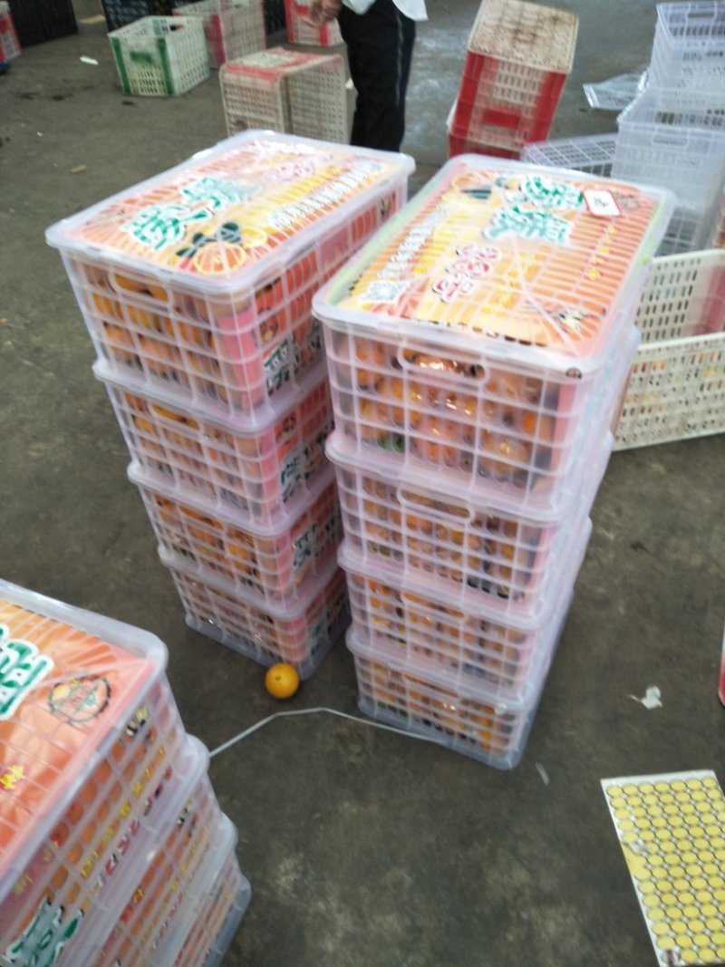 四川眉山爱媛果冻橙，，大量上市，需要的的老板可以定货了，
