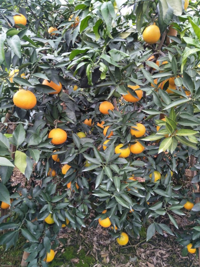四川眉山爱媛果冻橙，，大量上市，需要的的老板可以定货了，