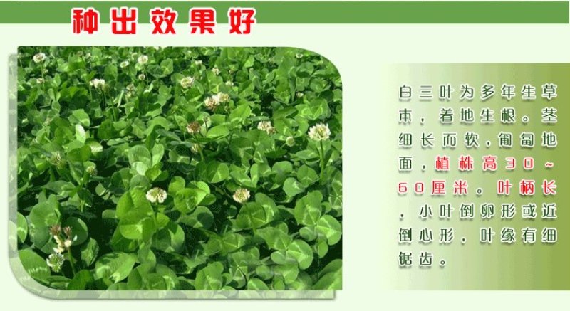 白三叶种子净籽新种子育肥提高果树产量可货到付款