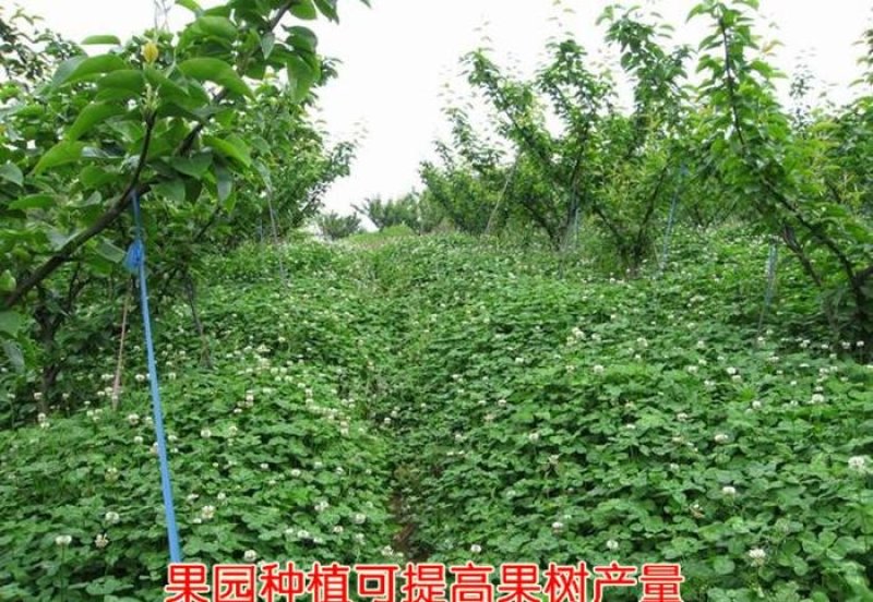 白三叶种子净籽新种子育肥提高果树产量可货到付款
