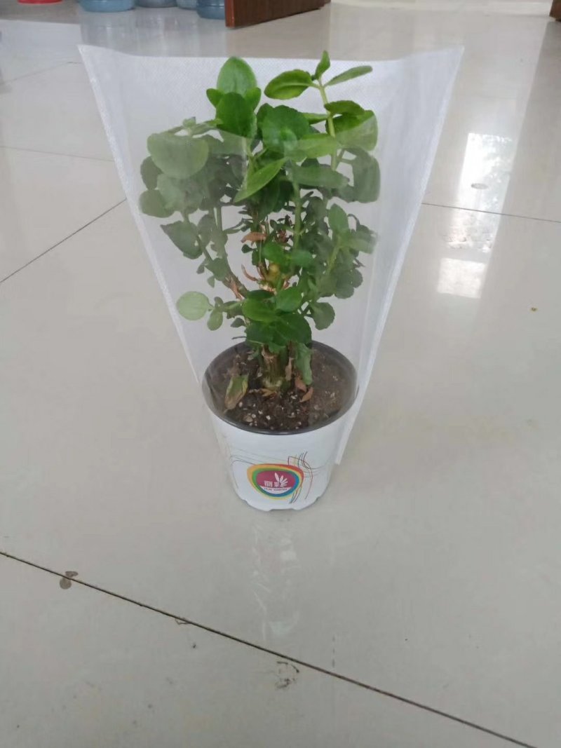 塑料花盆