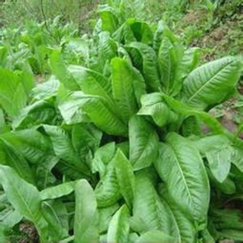 鲁梅克斯种子牧草种子净籽3-4斤/亩可货到付款
