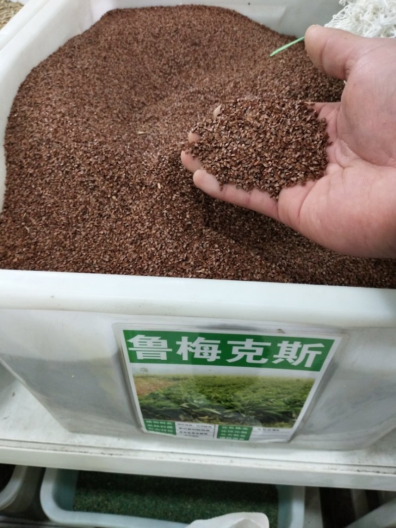 鲁梅克斯种子牧草种子净籽3-4斤/亩可货到付款