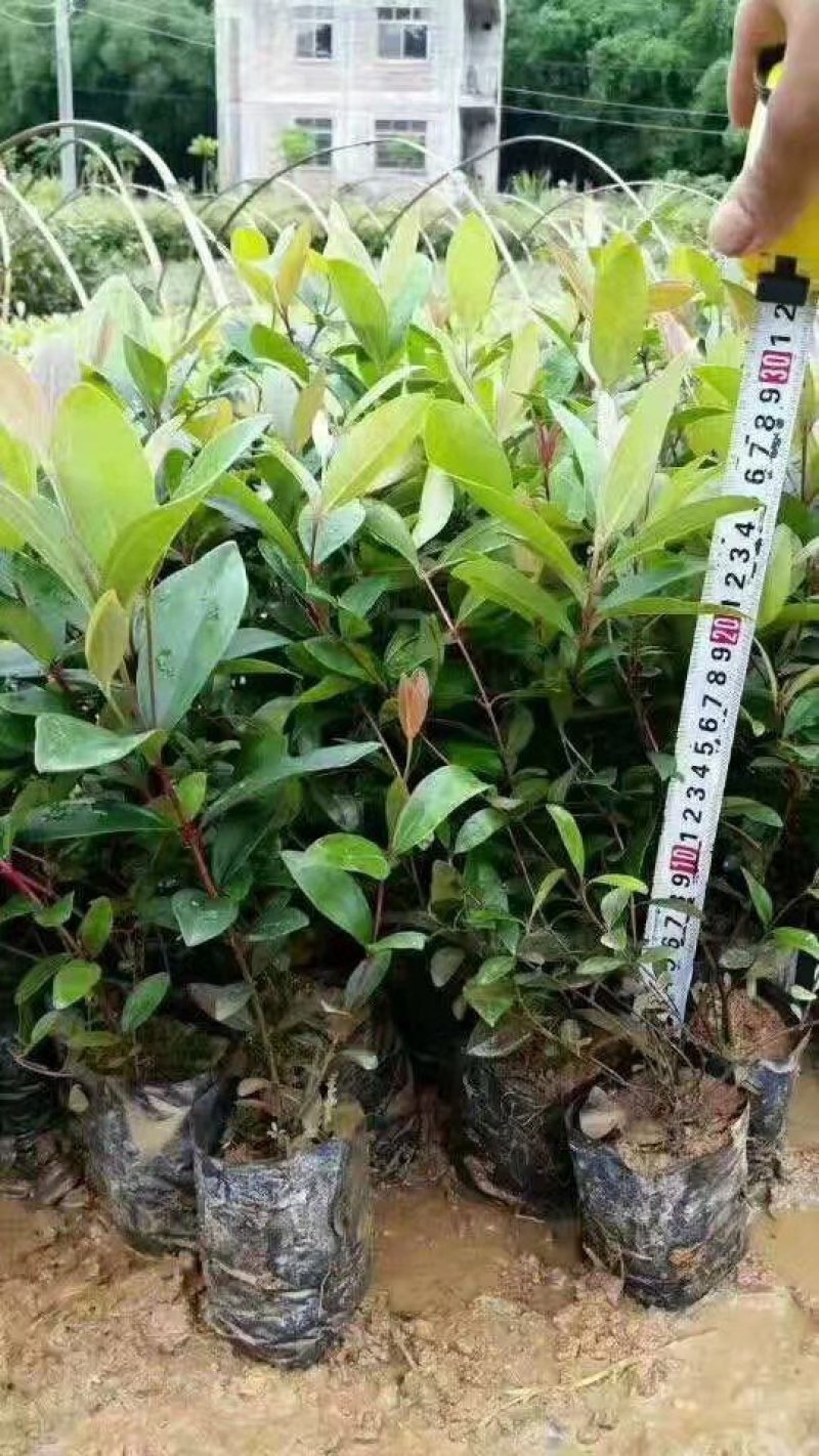 桃金娘捻子苗山捻苗0.5m以下野生原种广西发货
