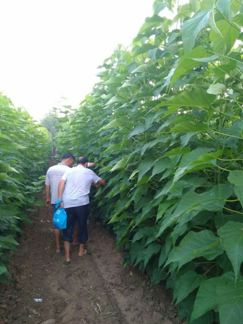 楸树苗，当年苗，树直！