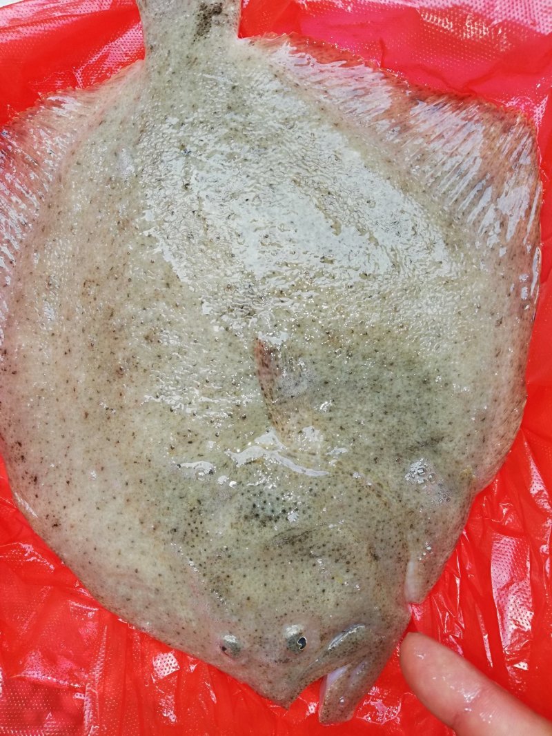 多宝鱼