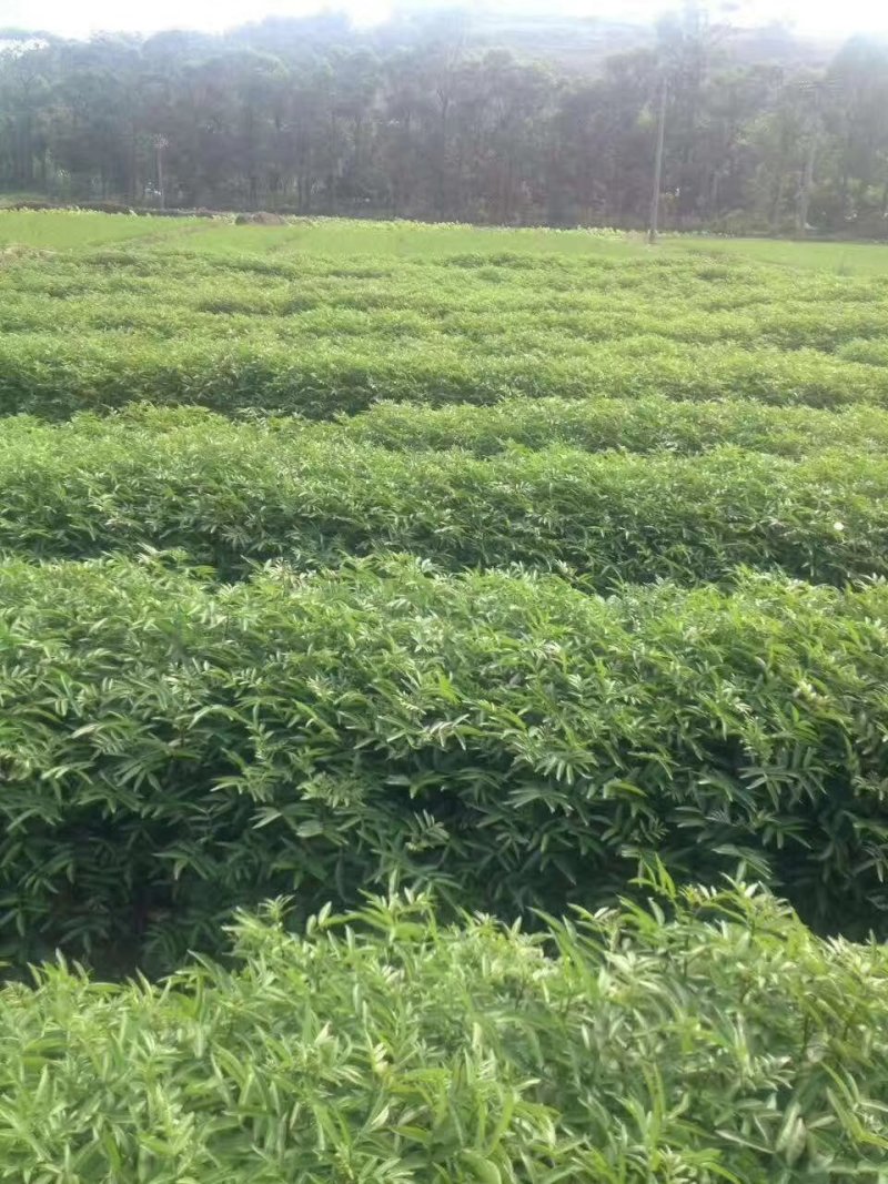 青花椒苗