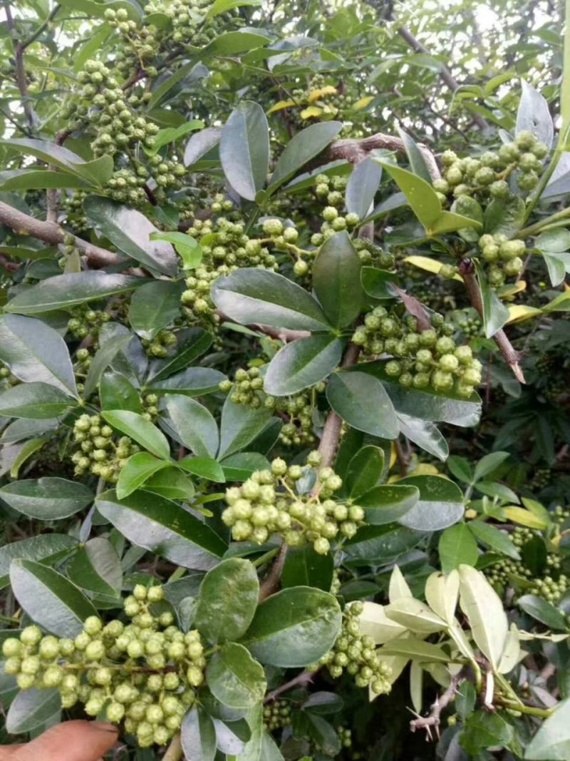 青花椒苗