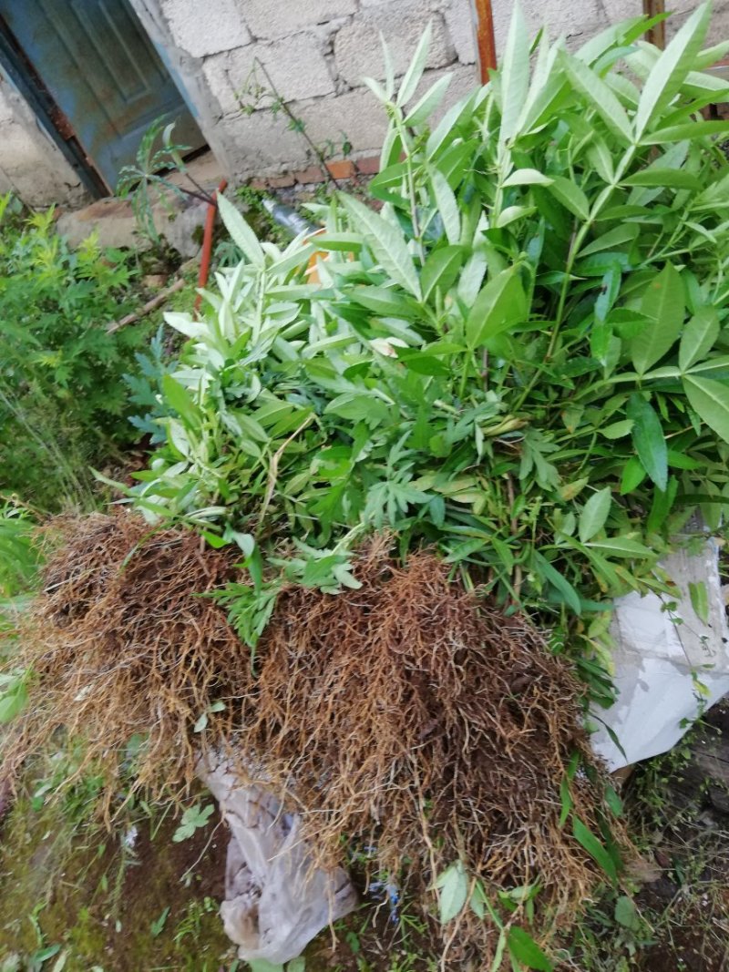 青花椒苗