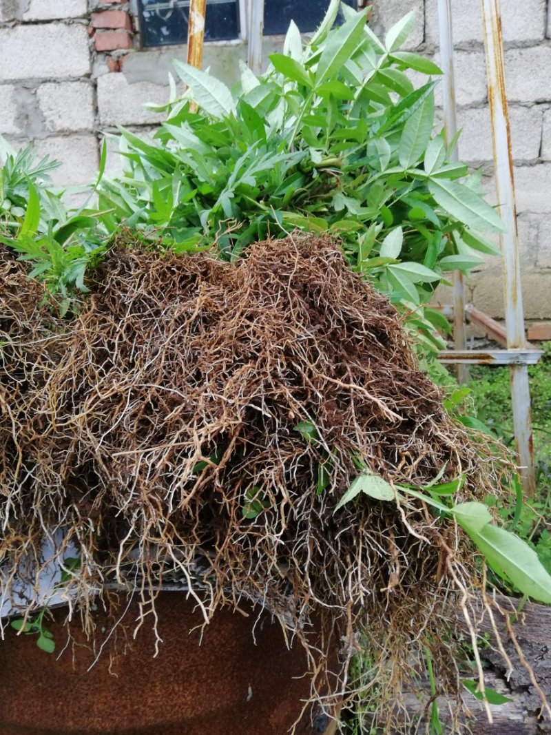 青花椒苗