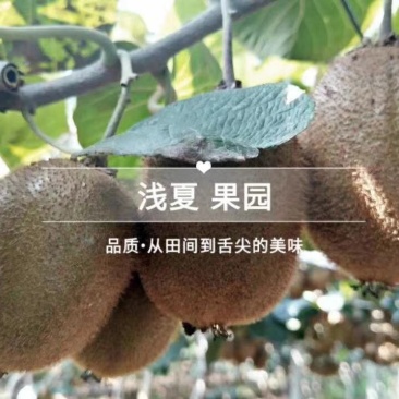 徐香猕猴桃