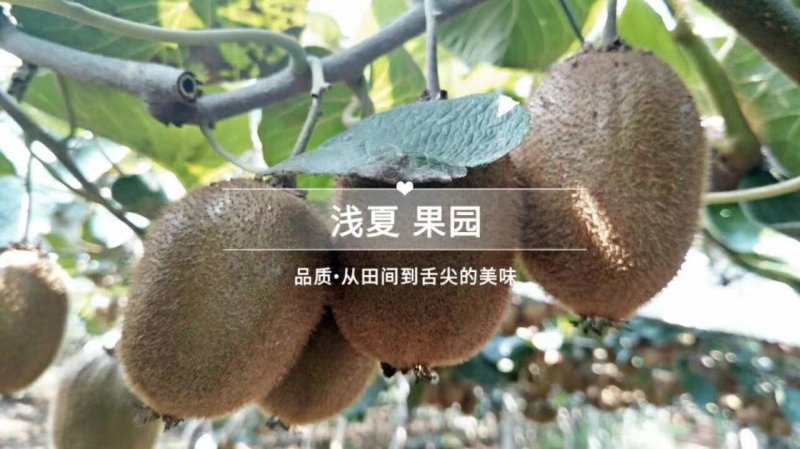 徐香猕猴桃
