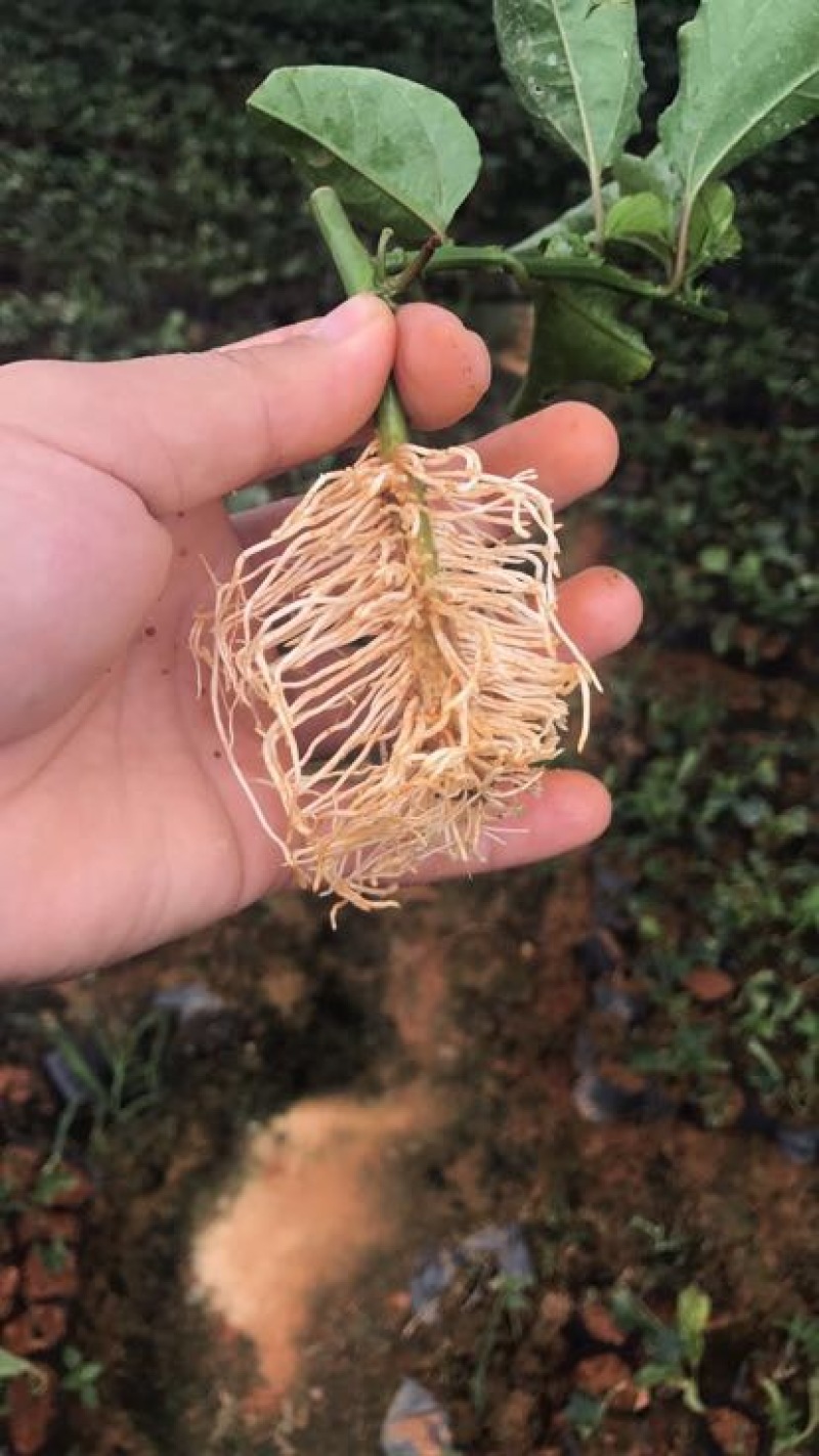 黄金百香果苗台湾黄金百香果苗